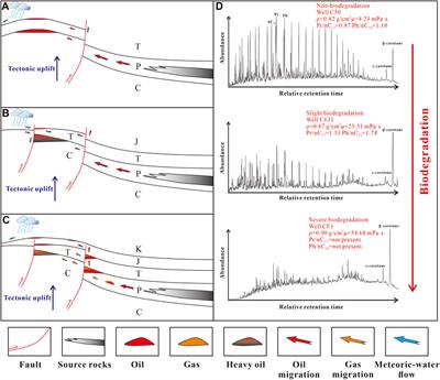 Geochemical characteristics and origin of crude oil from Carboniferous volcanic rocks in the Hongche Fault Zone of the Junggar Basin of China